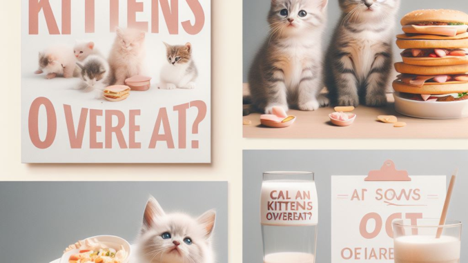 Can Kittens Overeat? 1 - kittenshelterhomes.com