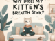 Why Does My Kitten’s Breath Stink? 1 - kittenshelterhomes.com
