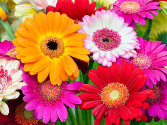 Are Gerbera Daisies Toxic to Cats? 2 - kittenshelterhomes.com