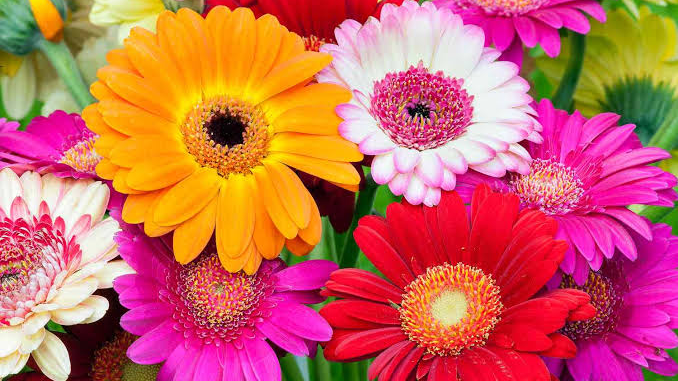 Are Gerbera Daisies Toxic to Cats? 2 - kittenshelterhomes.com