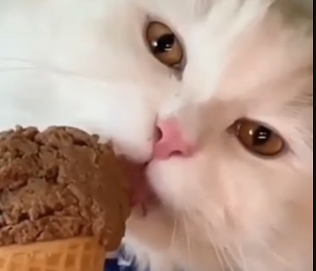 Can Cats Eat Chocolate Ice Cream? 2 - kittenshelterhomes.com