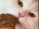 Can Cats Eat Chocolate Ice Cream? 2 - kittenshelterhomes.com