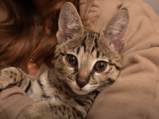 F2 Savannah Cat: Is It Friendly? 2 - kittenshelterhomes.com