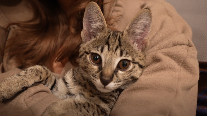 F2 Savannah Cat: Is It Friendly? 2 - kittenshelterhomes.com