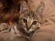 F2 Savannah Cat: Is It Friendly? 2 - kittenshelterhomes.com