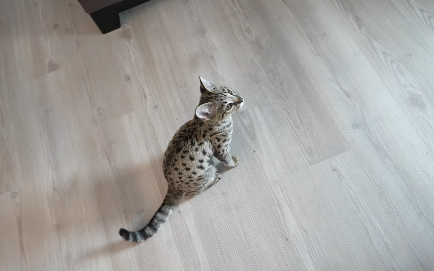 F2 Savannah Cat: Is It Friendly? 3 - kittenshelterhomes.com