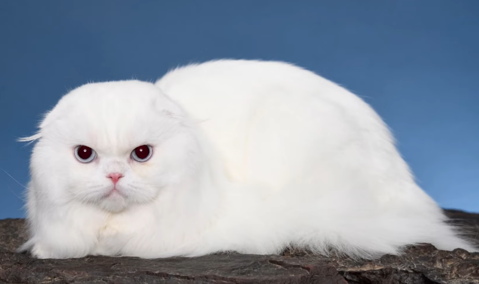 Scottish Fold Cat Price: What You Need to Know 3 - kittenshelterhomes.com