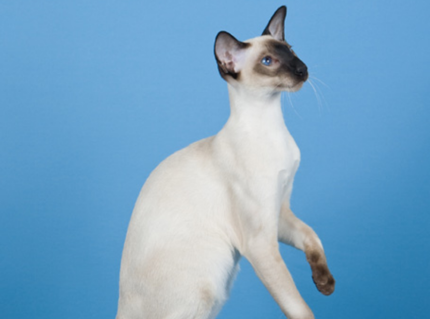 Types of Siamese Cat: A Comprehensive Guide 3 - kittenshelterhomes.com