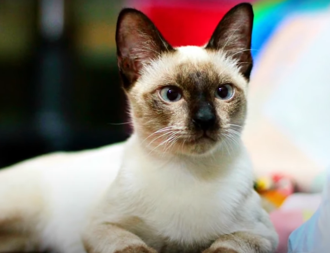 Types of Siamese Cat: A Comprehensive Guide 5 - kittenshelterhomes.com