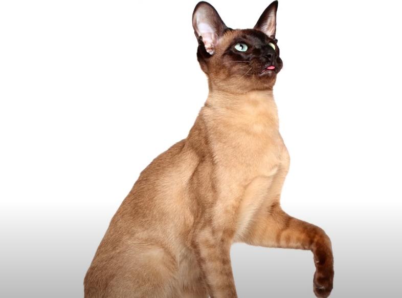 Types of Siamese Cat: A Comprehensive Guide 6 - kittenshelterhomes.com