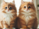 Health Cat Food Guide 2 - kittenshelterhomes.com