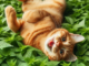 What is Catnip? 2 - kittenshelterhomes.com